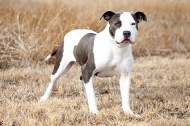 Stunning Facts About The Different Breeds Of Pit Bulls With