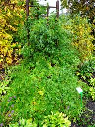 Image result for Ampelocissus multistriata