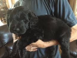 Cool california doodles is a labradoodle dog breeder located in the sierra foothills community of cool. Adorable Labradoodle Puppies F1 Great Family Pets For Sale In Phelan California Classified Americanlisted Com