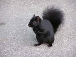 Squirrels Animal Facts And Pictures All Wildlife Photographs Black Squirrel Squirrel Pictures Squirrel