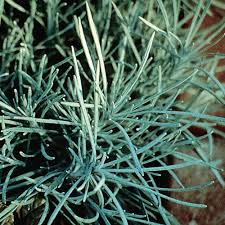 Image result for Helichrysum silvaticum