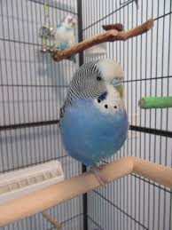 Http Cooperscorner Info P 12653 Budgies Budgies Bird Cute Birds
