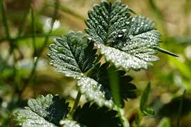 Image result for Pimpinella