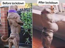 The best memes from instagram, facebook, vine, and twitter about melbourne. Memes And Jokes Help Ease Pandemic Stress Levels Daily Mercury