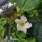 Image result for Lagenaria sphaerica