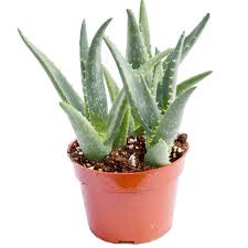 Image result for Aloe carnea