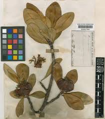 Image result for Maerua descampsii