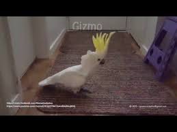 Birds Dancing To Music Youtube Umbrella Cockatoo Dancing W Blow Dryer After Bath Youtube Cockatoo Cute Funny Animals Fun At Work