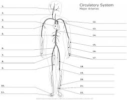 Thoracic aorta, abdominal aorta, iliac arteries veins: Label The Major Arteries