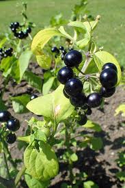 Image result for Solanum scabrum