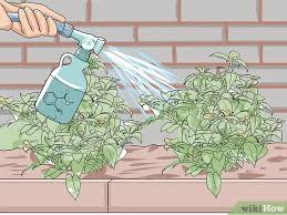 For years i have put out grape jelly for the orioles and catbirds. 3 Ways To Keep Birds Off The Roof Wikihow