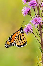 The monarchs and many butterfly species need your help. Monarch Butterfly Flower Blossom Bloom Insect Wings Macro Colorful Nectar Nature Plant Pikist