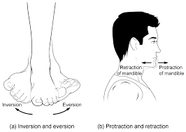 Maybe you would like to learn more about one of these? Types Of Body Movements Anatomy And Physiology I