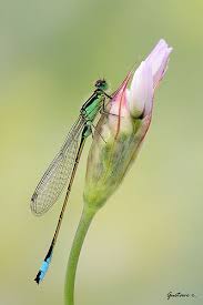 Black And Yellow Dragonfly With Long Tail Caballitos Insects Birds Butterflies Animals