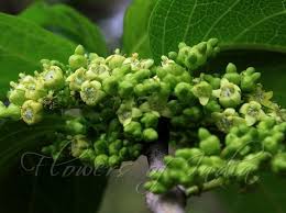 Image result for Vangueria madagascariensis