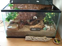 10 Gallon Ideas Hermit Crab Habitat Hermit Crab Hermit Crab Tank