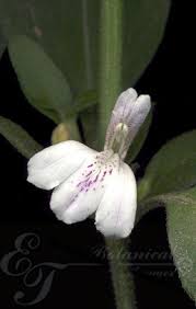 Image result for Justicia capensis