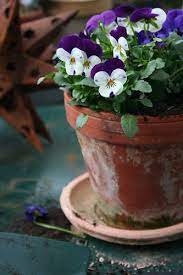 Pansies Flowers Flower Pots Planting Flowers
