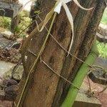 Image result for Aerangis stelligera