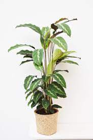 While these plants are not complicated for most to keep indoors, they do require humidity, regular watering, and must be kept from direct sunlight. Korbmarante Calathea Maui Queen Grunpflanzen Pflanzen Der Palmenmann