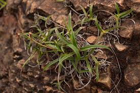 Image result for Xerophyta