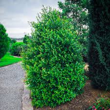 Check spelling or type a new query. Centre Court Cherry Laurel Shrubs For Sale Online The Tree Center