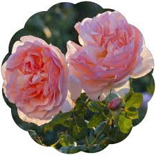 We did not find results for: Amazon Com Stargazer Perennials Princesse Charlene De Monaco Rose Plant Very Fragrant Pink 100 Petal Own Root Potted Patio Lawn Garden