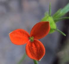 Image result for Kohautia