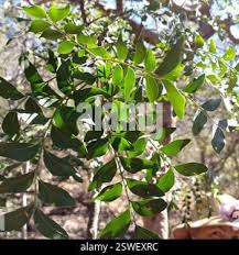 Image result for Ptaeroxylon obliquum