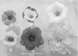 Image result for eustoma maurine