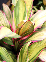 Cordyline terminalis (ti plant) is quite an easy foliage plant to grow and maintain. Kiwi Hawaiian Ti Plant Cordyline Urban Tropicals