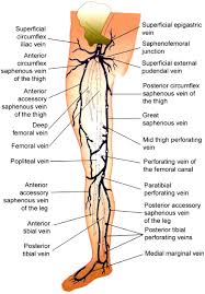 The calf muscle, on the back of the lower leg, is actually made up of two muscles: References In Multi Disciplinary Quality Improvement Guidelines For The Treatment Of Lower Extremity Superficial Venous Insufficiency With Ambulatory Phlebectomy From The Society Of Interventional Radiology Cardiovascular Interventional Radiological