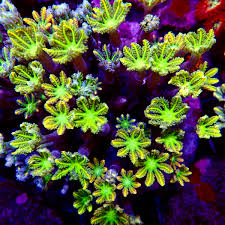 Image result for Aneilema spekei