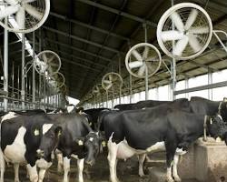Image of Cows in China