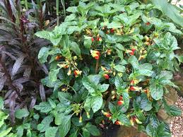 Maybe you would like to learn more about one of these? Mike Clifford On Twitter Impatiens Niamniamensis Congo Cockatoo In Our Garden This Evening I Ve Been Growing These From Seed And Cuttings For Over 10 Years Now They Make Amazing Summer Bedding