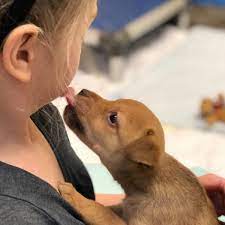Maybe you would like to learn more about one of these? Take Me Home Pet Rescue Richardson Tx