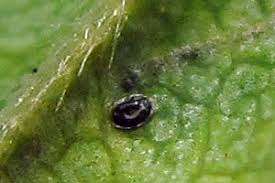 Image result for Stigmella anomalella