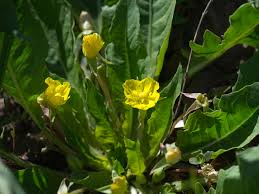 Image result for Chassalia umbraticola