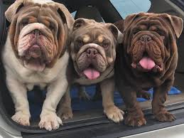 With their breeder, waiting for you! 10 Cute Bulldogs To Bring A Smile On Your Face