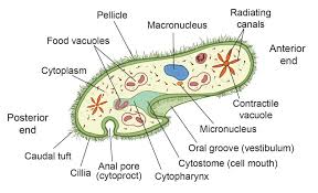Golgi body carries out two types of functions, modification of secretions of er and production of its own secretions. The Structure Of Paramecium Cell Rs Science
