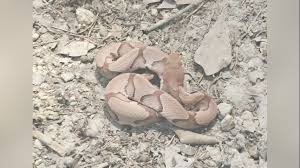 Livingston resident transported to hospital following venomous snake bite