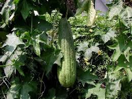 Le Loofah Une Eponge Vegetale Etonnante Eponge Vegetale Planter Des Citrouilles Cultiver