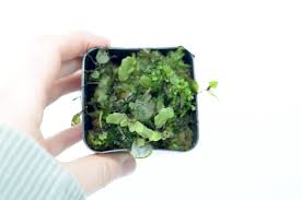 Image result for Hymenophyllaceae