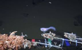 Maybe you would like to learn more about one of these? Rekor Rekaman Video Terdalam Di Laut Temukan Ikan Siput Tekno Tempo Co