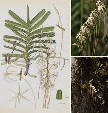 Image result for Ypsilopus