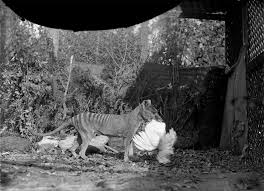 The thylacine was not well studied when it was alive, so these films are all we have now, he said. Fake Or Real This Photo Of The Thylacine Has Caused A Lot Of Controversy Australian Geographic