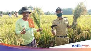 Kurang lebih 100 juta jiwa atau hampir separuh dari jumlah rakyat indonesia bekerja di sektor pertanian. Peran Penyuluh Pertanian Lawan Covid 19 Dengan Jaga Stok Pangan