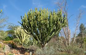 Image result for Euphorbia zambesiana