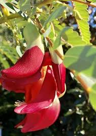 Image result for Craibia grandiflora