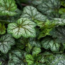 Image result for heuchera americana